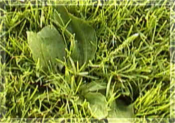 Infestante: Plantago major.