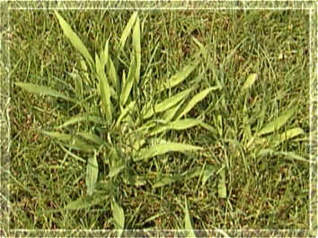 Infestante: Setaria glauca.