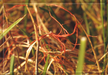 Attacco di Laetisaria fuciformis (Filo rosso)